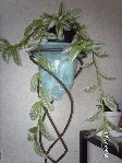 plante1IMAG7149.jpg