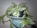 plante12IMAG7154.jpg