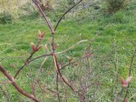 IMG_20200326_153210.jpg