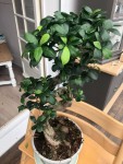 ficus photo 4