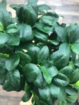 ficus photo 3