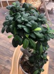 ficus photo 2