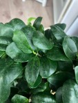 ficus photo 1