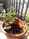 menthe.jpg