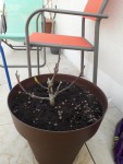 figuier en pot.jpg