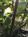 Corylus avellana L.