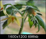 idagold230408dl0_th.jpg
