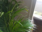 02-areca (5)-min.jpg