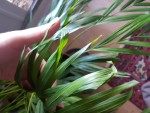 02-areca (3)-min.jpg