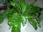 DSCN3196.JPG
