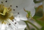Araignée crabe 1.JPG
