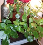IMG_20200329_232548bis.jpg