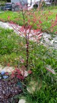 IMG_20200402_135344_466.jpg