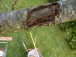 branche abimee.jpg