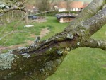 ecorchure sur branche.jpg
