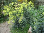 choux noir de toscane en fleurs.jpg