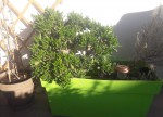 crassula 2 jpg.jpg