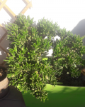 crassula 1 jpg.png