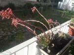 succulente 2 jpeg.JPG