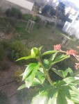 bouton pivoine jpeg.JPG