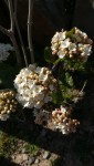 fleurs du bas