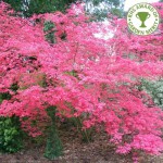 acer-palmatum-shindeshojo-tree-p843-5935_medium.jpg