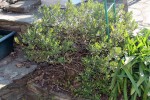 Hebe IMG_1044.jpg