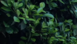 haie2.PNG