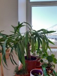 Yucca raplapla