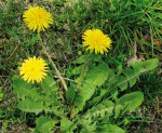 visuel-pissentit-0.jpg_720_1000_2.jpg