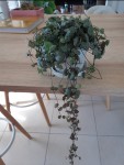 Ceropegia