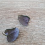 Feuilles larves