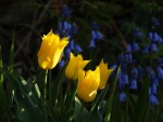 Tulipes & Jacinthes des bois.jpg