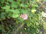 DSCF3451.JPG