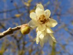 chimonante en fleur en décembre