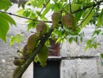 chimonante en fruit en mai