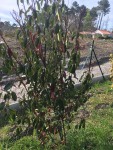 PHOTINIA.JPG