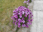 DSCN0609.JPG