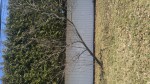 Amelanchier penché
