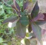 Plante 03.jpg