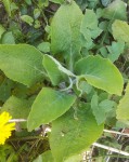 Plante 02.jpg