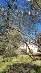 branche oliv.jpg