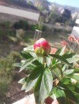 bouton pivoine en train de s ouvrir.JPG