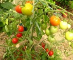 tomate 42 days