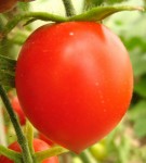 tomate 42 days