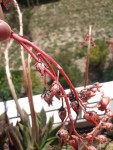 IMG-20200409-WA0014.jpg