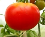 tomate stupice