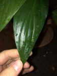 tâches sur le dessus des feuilles du Spathiphyllum
