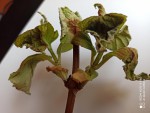 hortensia3.jpg