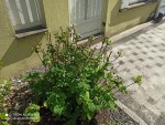 hortensia1.jpg